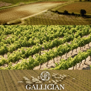 Gallician